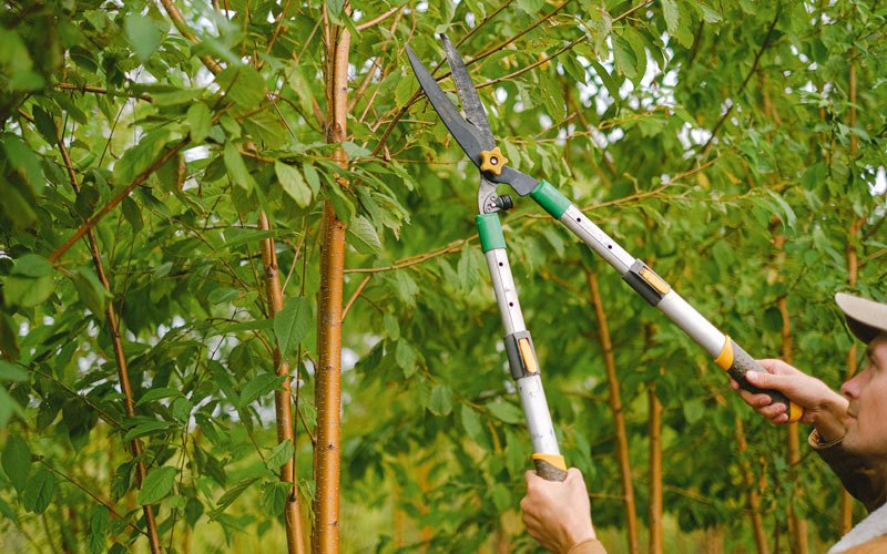 Tree trimming in Silverado, CA