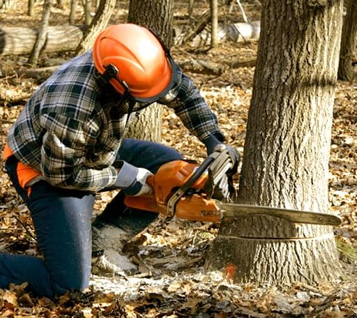 Tree Removal in Silverado, CA